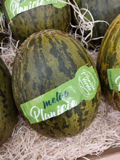 Melón Planicie