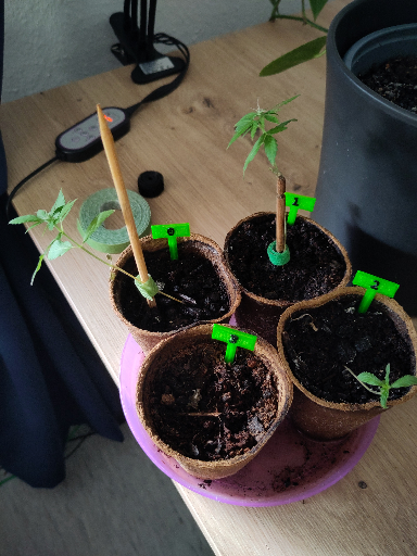 Plant Seedlings in Biodegradable Pots